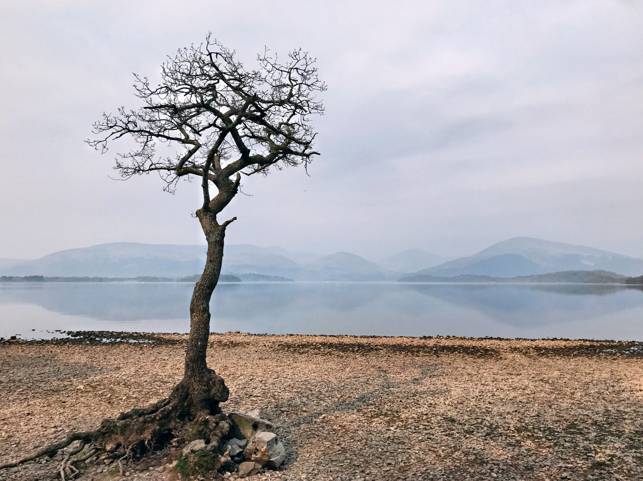 Baum ohne Blätter am Loch Lomond – Trauer und Schmerz kommen immer wieder zu Besuch