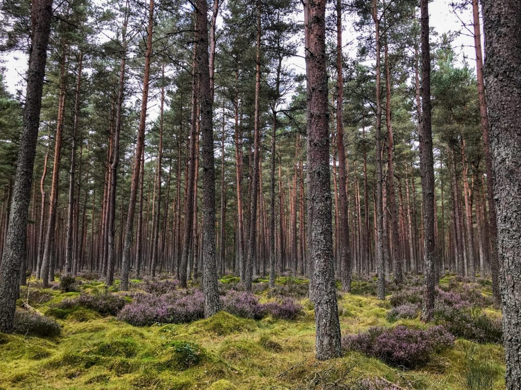 Urlaub in Schottland: Wald aus schottischen Kiefern, mit Heidekraut und Moos