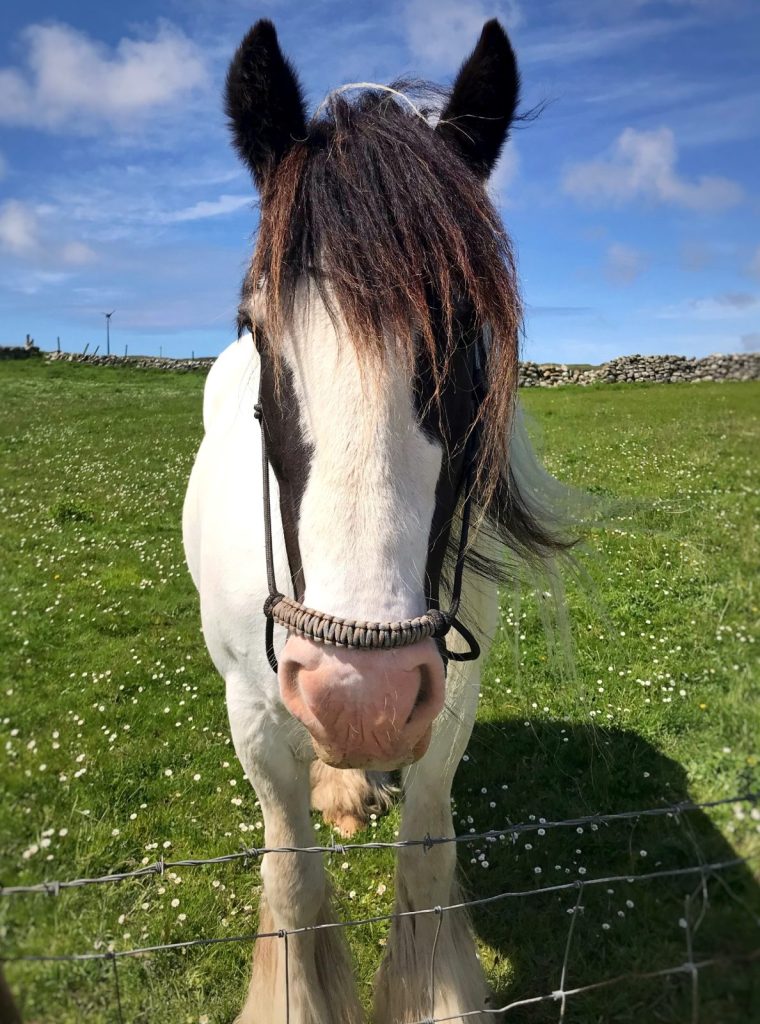 Pony auf Tiree