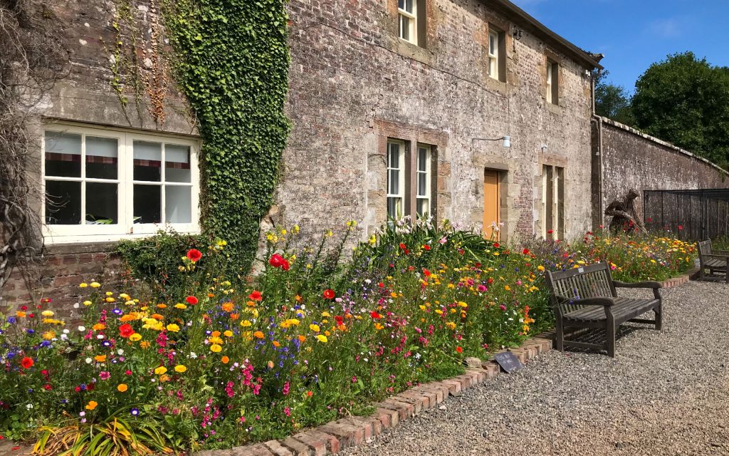 Wildblumen im Garten von Culzean Castle in Ayrshire